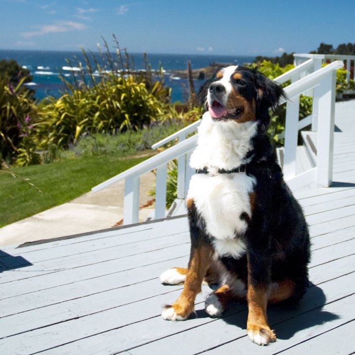 Pet Friendly Hotels In California